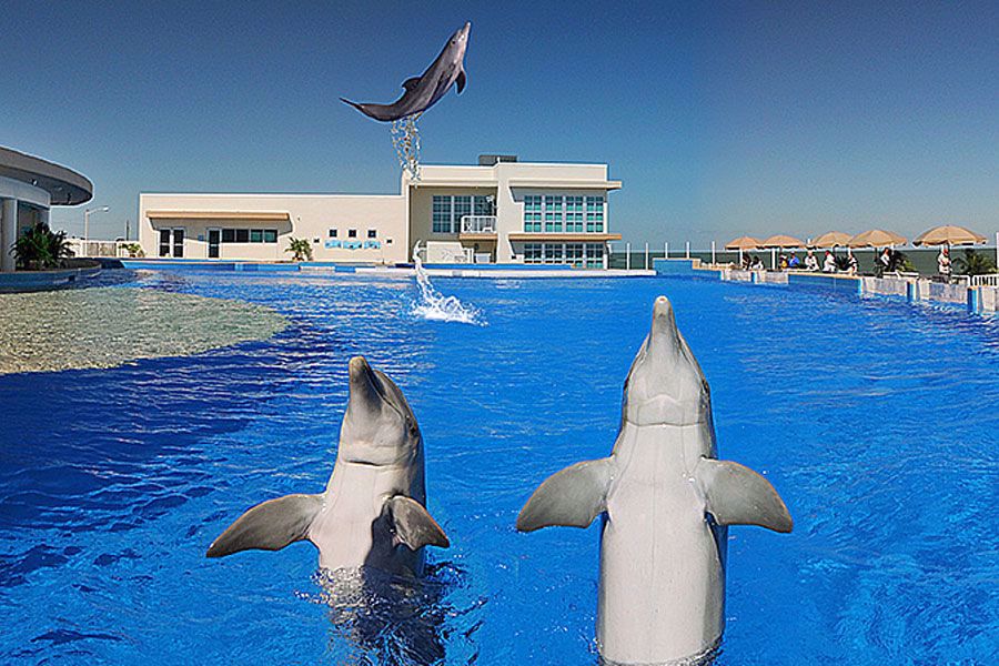 Marineland Dolphin Adventure