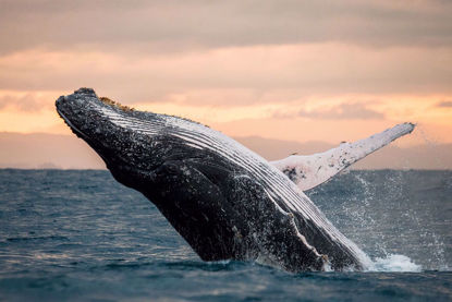 Whale Watching with Hornblower Cruises