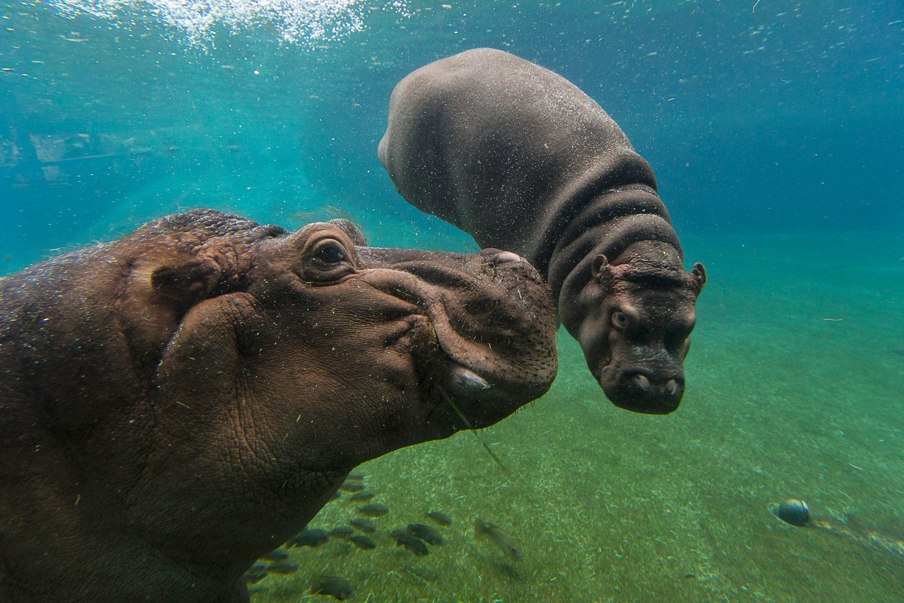 Hippos