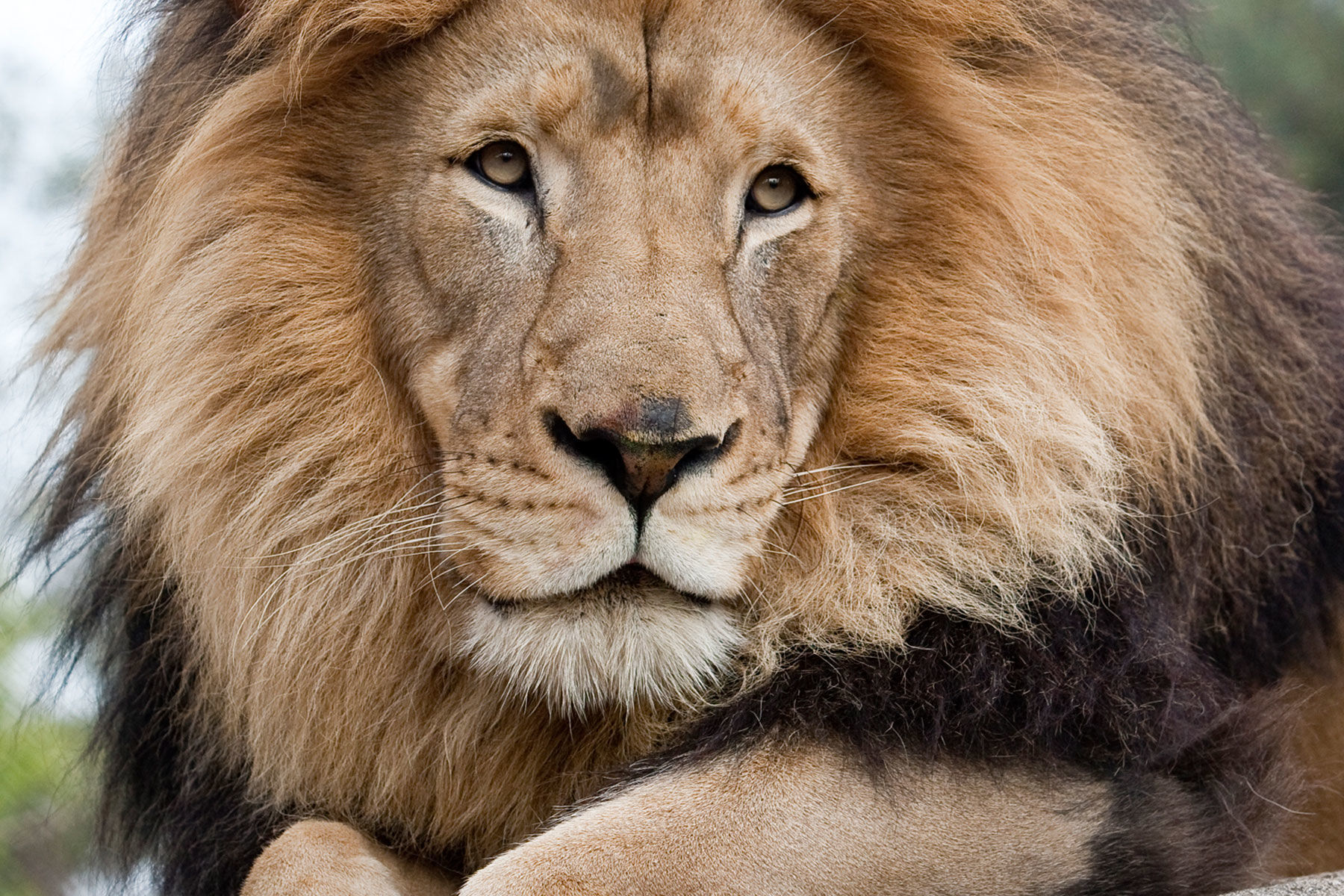 Lions